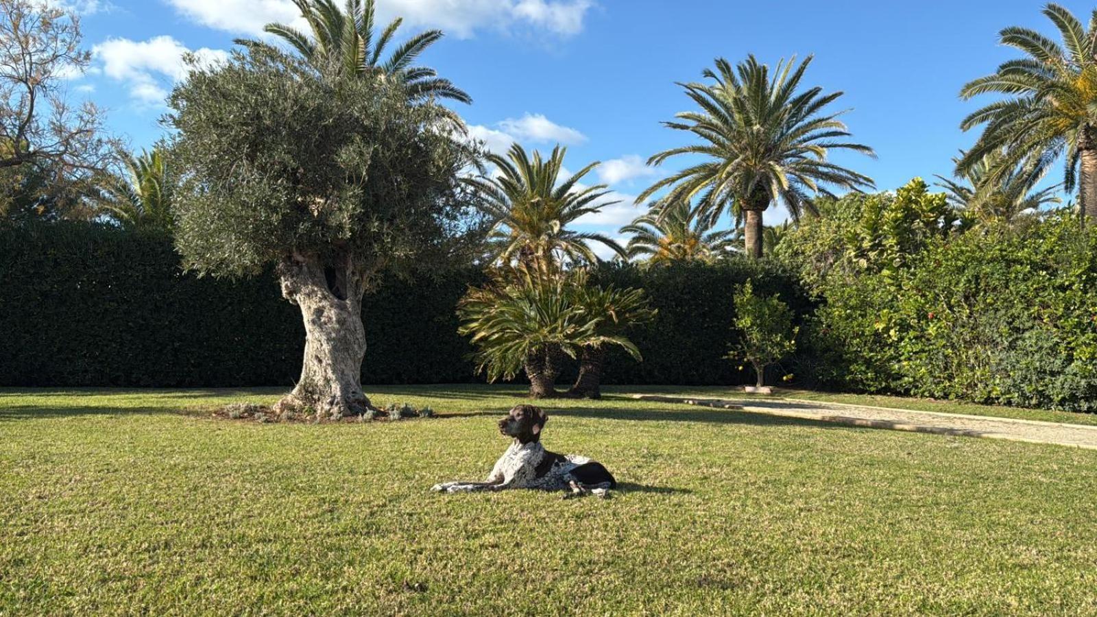 La Calma Espectacular Villa Con Jardin Y Piscina En Menorca S'Algar Esterno foto